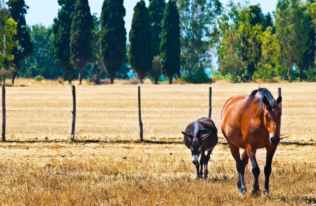 Podere Del Gesso Tarquinia Exteriör bild